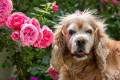 Cute Dog Portrait