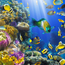 Tropical Fish on a Coral Reef