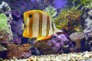 Butterflyfish