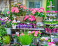 Flower Shop