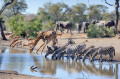 Talamati Waterhole, Kruger NP, South Africa