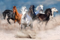 Wild Horses