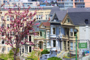 Painted Ladies, San Francisco, California