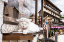 Sleeping Cat, Chiba, Japan