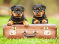 Rottweiler Puppies