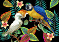 Tropical Birds