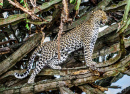 Leopard on the Tree