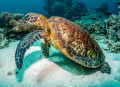 Green Sea Turtle