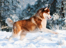 Siberian Husky Jumps in the Snow