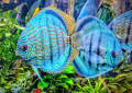 Blue Turquoise Discus