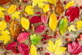 Autumn Leaves