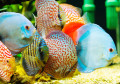 Discus Fish