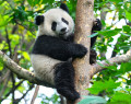 Giant Panda