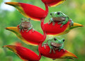 Australian White Tree Frogs