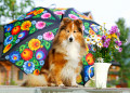 Shetland Sheepdog