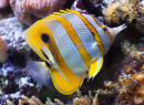 Copperband Butterflyfish