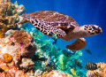 Hawksbill Turtle