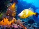 The Fish in Cozumel, Mexico