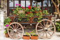 Ox Cart in Veliko Tarnovo, Bulgaria