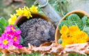 Hedgehog in the Garden