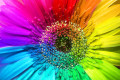 Rainbow Flower