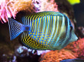 Sailfin Tang