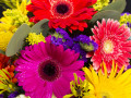 Gerber Daisies