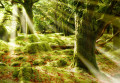 Mystical Forest