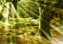 Mystical Forest