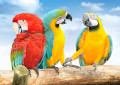 Colorful Macaws