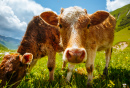 Cows Grazing on an Alpine Meadow