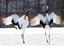 Japanese Crane Courtship Dance