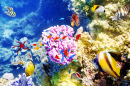 Corals and Tropical Fish