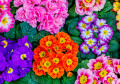 Primula Flowers in the Garden