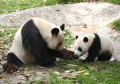 Giant Pandas