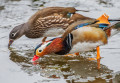 Wild Mandarin Ducks