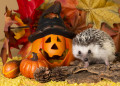 Halloween Hedgehog