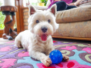 West Highland Terrier