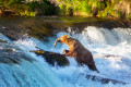 Brown Bear, Alaska