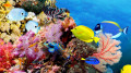 Marine Life Panorama