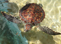 Sea Turtle