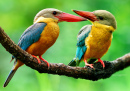 Stork-Billed Kingfishers