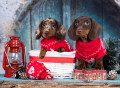 Dachshund Puppies