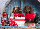 Dachshund Puppies