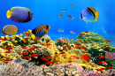 Coral Colony, Red Sea, Egypt