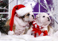 Christmas English Bulldogs