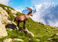 Mountain Goat in French Alps