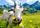 White Goat in the Austrian Alps