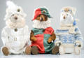 Polar Teddy Bears