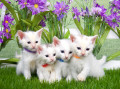 Four Little Kittens